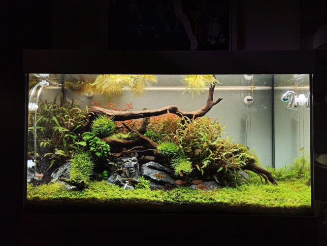 On reprend les choses en main ! Après un été bien mouvementé avec plusieurs invasions d'algues et n'aillant pu entretenir l'aquarium régulièrement je reprend enfin les choses en main. Reprise des changements d'eau hebdomadaires, grand nettoyage et re-scaping.