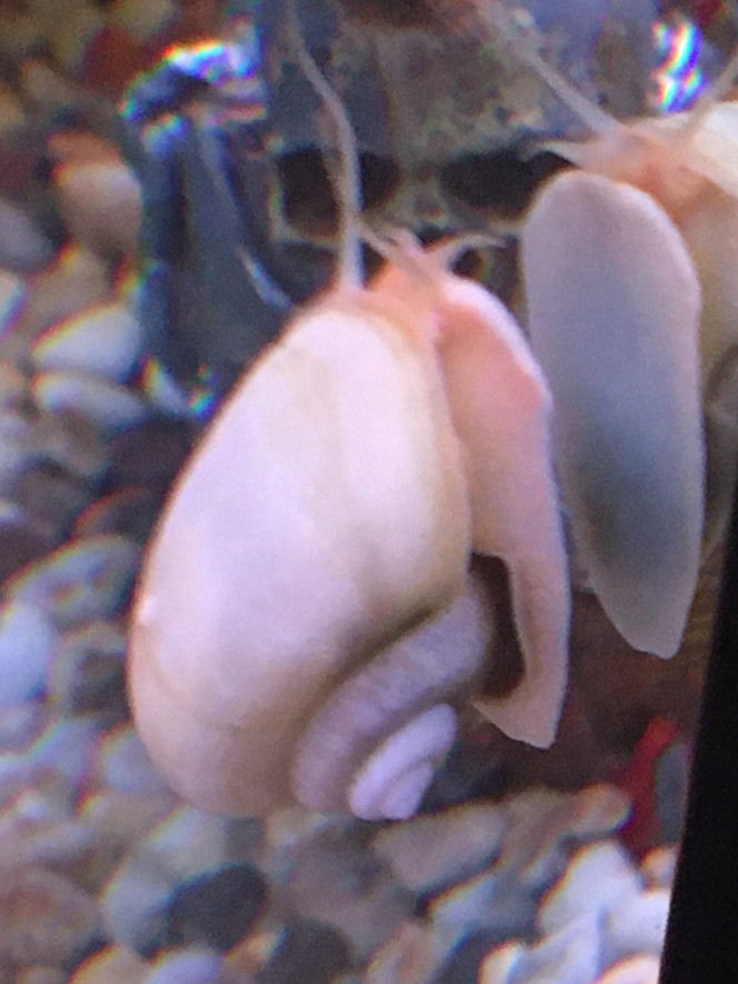 Pouvez vous identifier le nom de cet escargot ? 