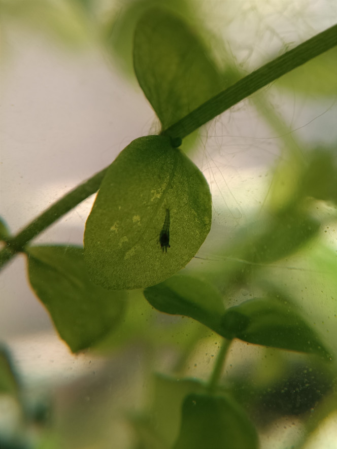 La nurserie se remplit ! Mais qui voilà ce matin sur une feuille de bacopa ?