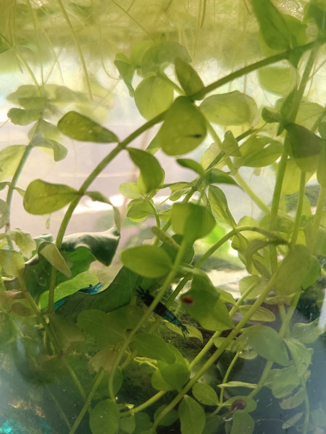 La nurserie se remplit ! Mais qui voilà ce matin sur une feuille de bacopa ?