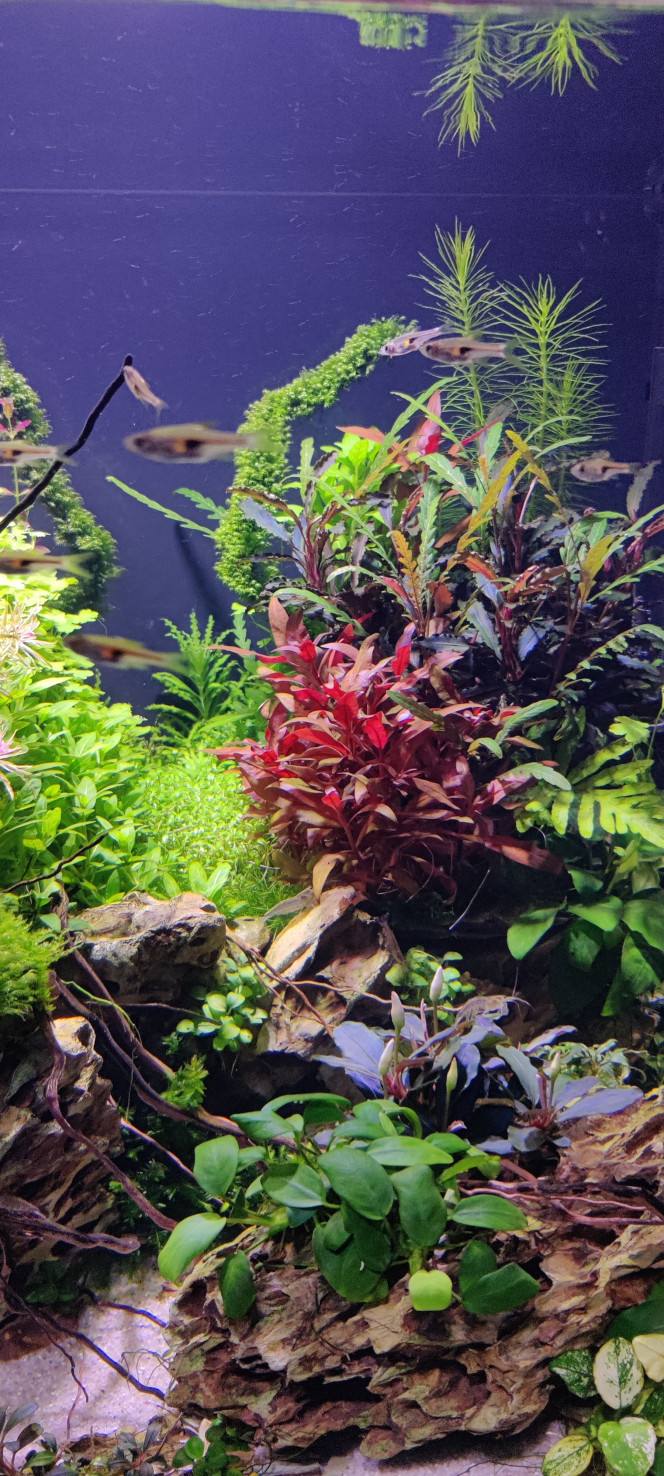 Repiquage de pinnatifida un peu partout 