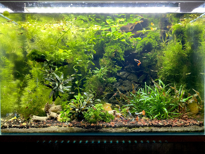 Superfish Scraper 90 Je me suis rendue compte que cet aquarium étant un des moins cher sur le marcher des gens veulent parfois voir des exemples avec cet aquarium. Du coup j’utilise des hashtags de référencement #superfish #superfishscraper #superfish90 #superfishscraper90