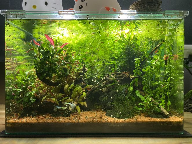 Nanoaquarium Tout va toujours bien ici, ça fait un peu plus d’un an que l’aquarium est en fonctionnement
