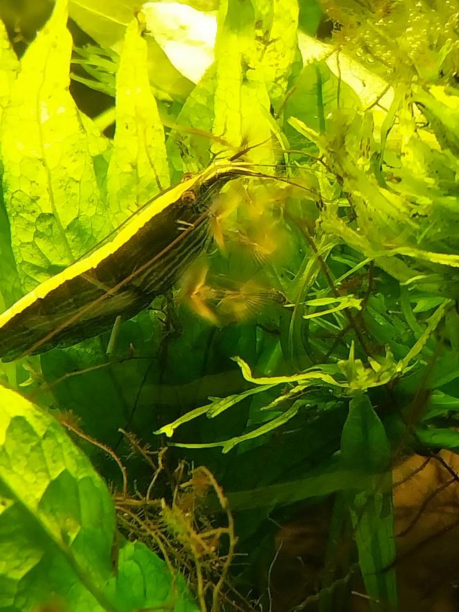  Bambou en plein pêche!!!