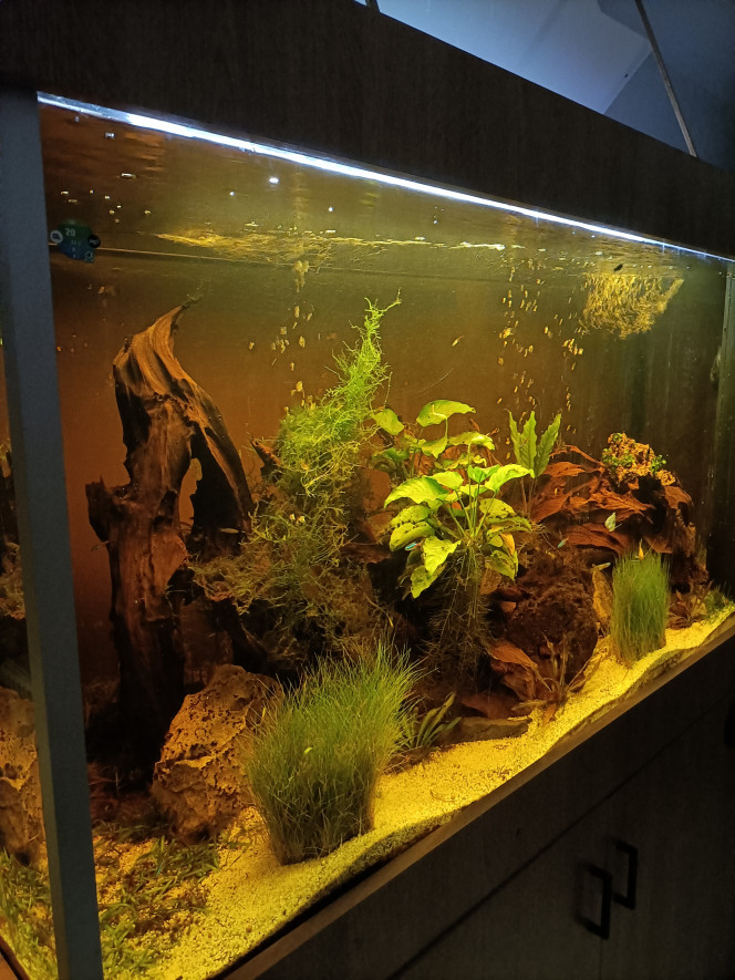 Photographie du post de Pleco 