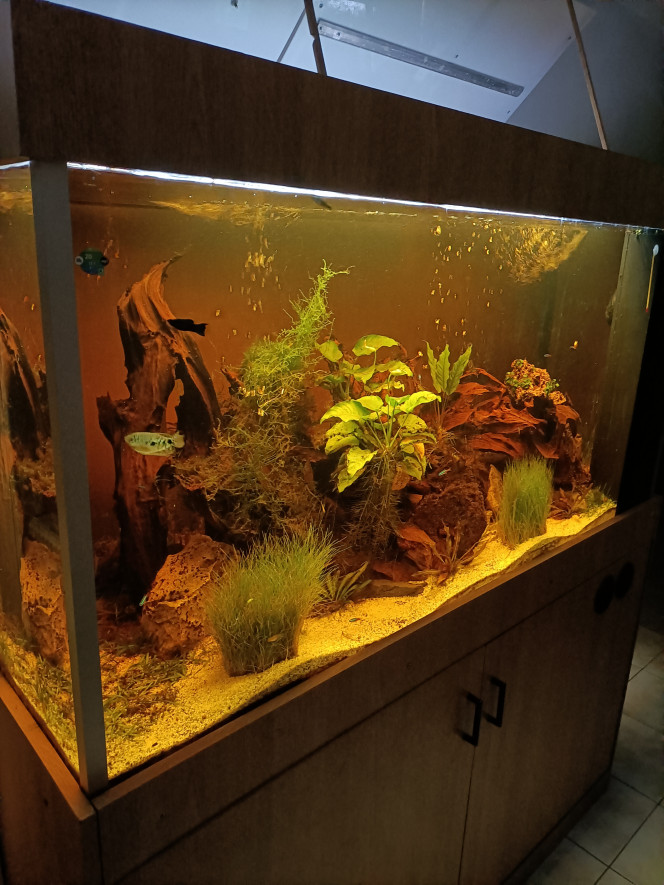 Photographie du post de Pleco 