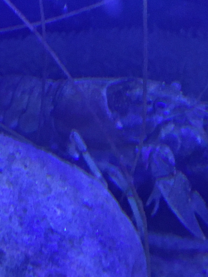 Petit problème 1/2 J’ai remarquer après être revenue de vacances que ma cambarus bartonii avait perdu une patte