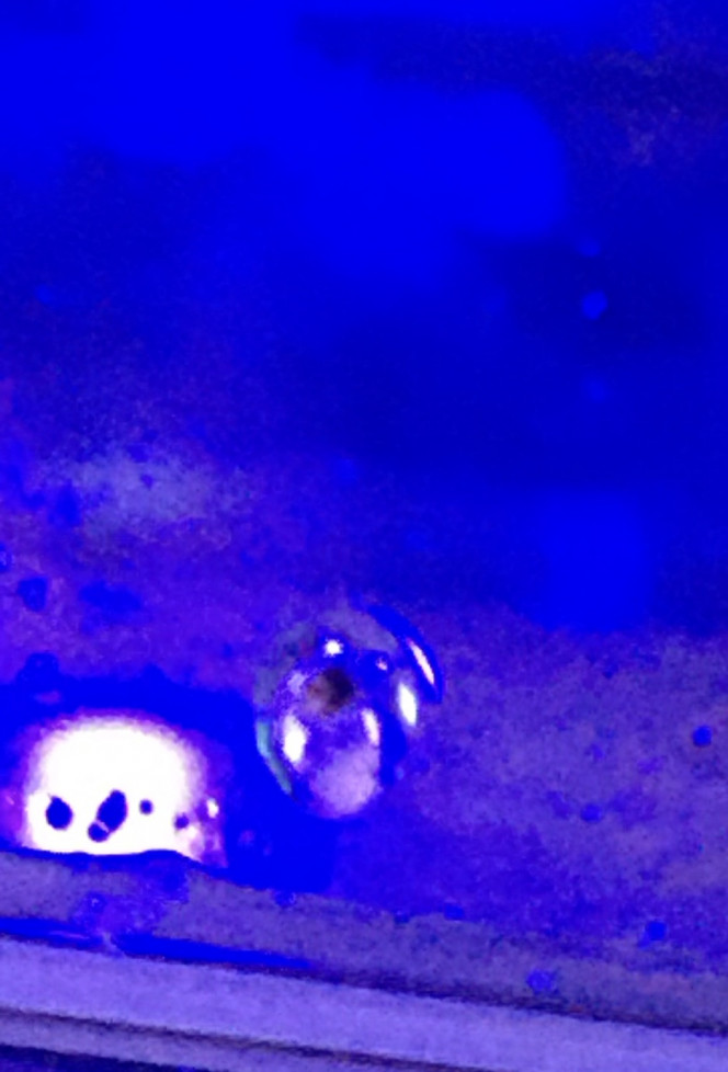 Petit problème 2/2 Après être revenue de vacances j’ai remarqué qu’il y avait qu’une seule vivipare chinoise et que les autres escargot s’est mon aquarium avait disparue pouvez-vous m’aider à trouver d’où vient le problème