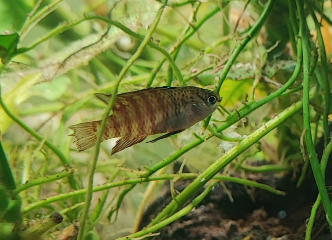 Dario sp. Myanmar 