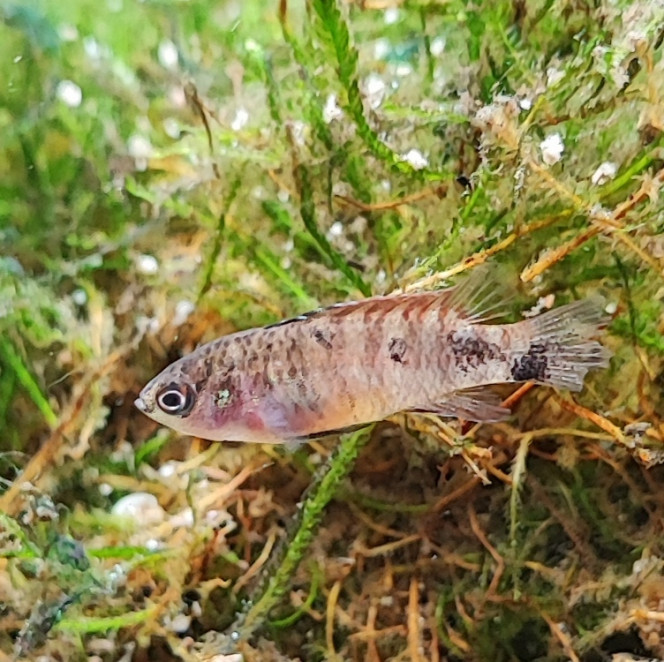 Dario sp. Myanmar 