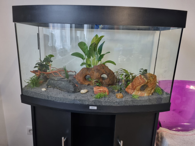 1ère Mise en place plantes et pierres Plantes achetées chez Europrix et Gamm Vert