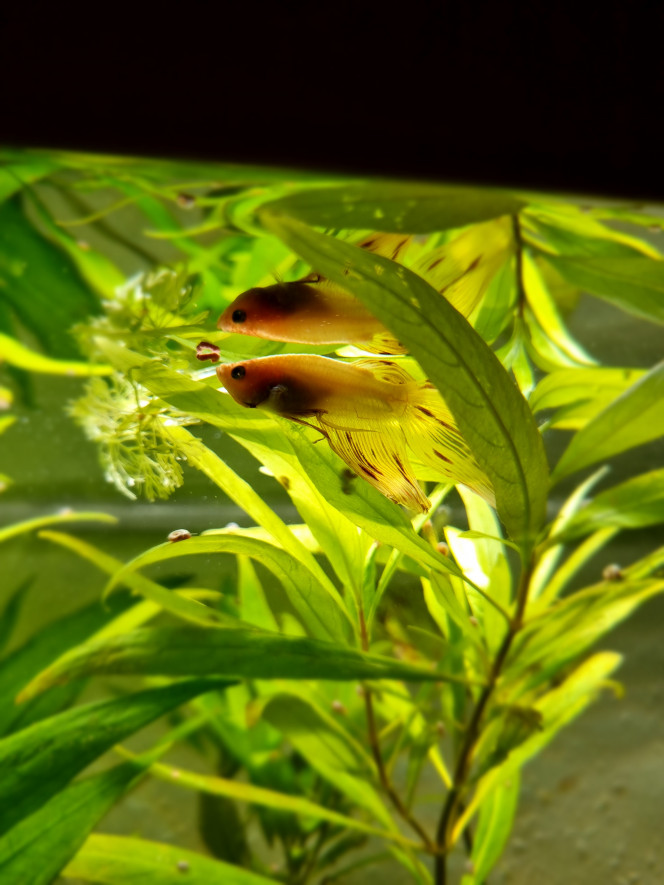 Ptit nouveau Nous n'avons plus le couple de gourami. C'est un petit combattant qui vient d'arriver...