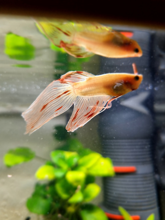 Ptit nouveau Nous n'avons plus le couple de gourami. C'est un petit combattant qui vient d'arriver...