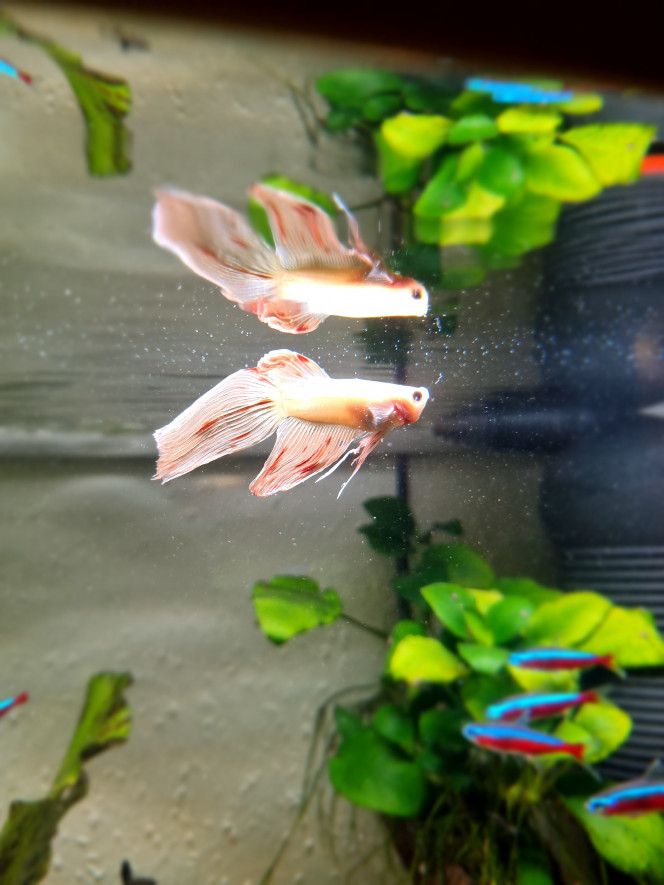 Ptit nouveau Nous n'avons plus le couple de gourami. C'est un petit combattant qui vient d'arriver...
