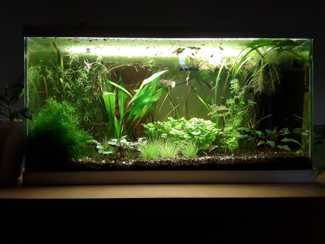  Ajout d eleocharis sp mini, j ai lu quelque part qu'elle pouvait quand même prospérer sans CO2... je tente le coup :)