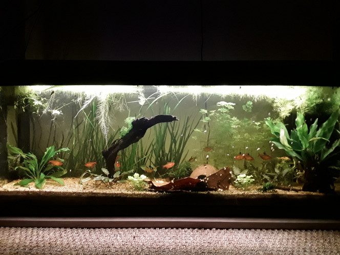  Ajout d'une aponogeton ulvaceus, arrivée du bulbe avec de grandes feuilles, hélas fondues, on va voir si ça reprend bien (entre l'echinodorus à gauche et le morceau de bois) et d'une anubia afzelii, à droite (là encore je voyais cette plante plus petite.)
Commande chez aquaplante, très satisfaite de l'état de santé des pousses, il n'y a plus qu'à espérer que toutes se plaisent !
