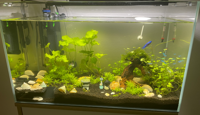 60L Amazonien Asiatique Voilà un petit aperçu de mon nouveau bac 60L :)