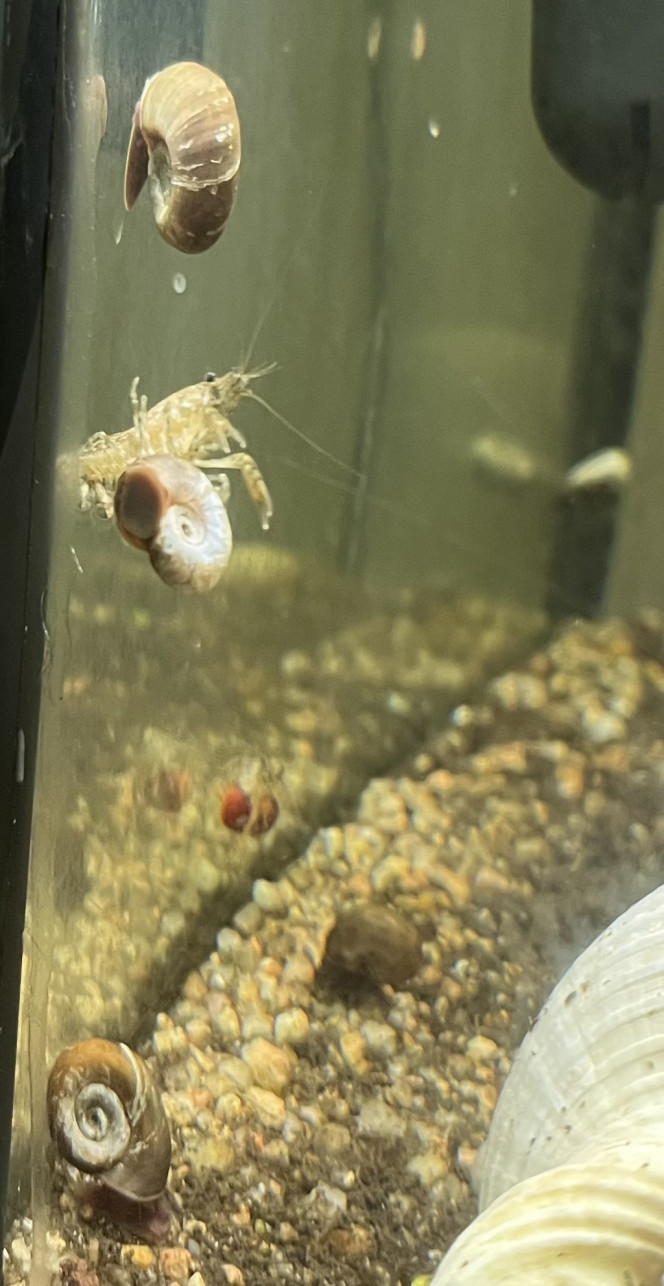 Ecrevisse acrobate Elle se sert d'un escargot comme ascenseur, ça intrigue le tetraodon ce drôle d'équipage.