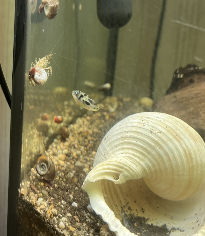 Ecrevisse acrobate Elle se sert d'un escargot comme ascenseur, ça intrigue le tetraodon ce drôle d'équipage.