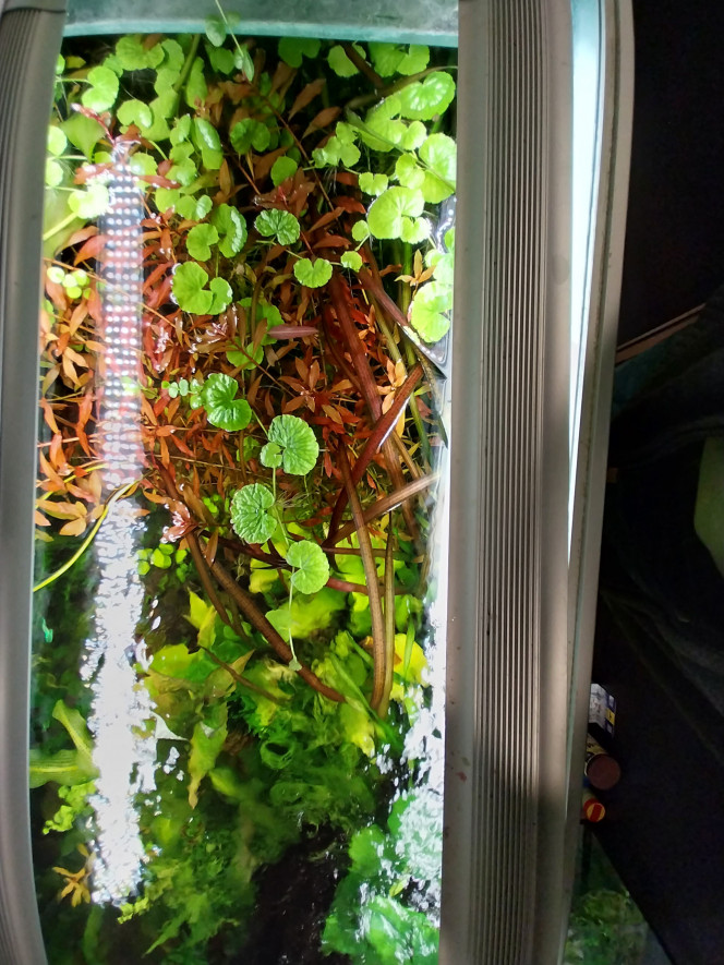  De l autre côté celui des ludwigia rempens!