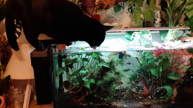 L'heure où les grands fauves vont boire Rémi refuse de boire autre chose que de l'eau d'aquarium