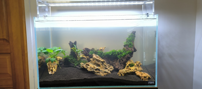  Mise en eau
Installation des premières plantes.