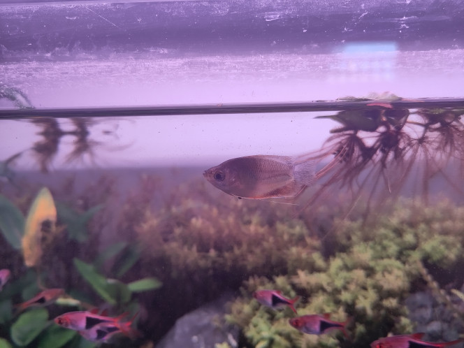 Photographie du post de Wakame 