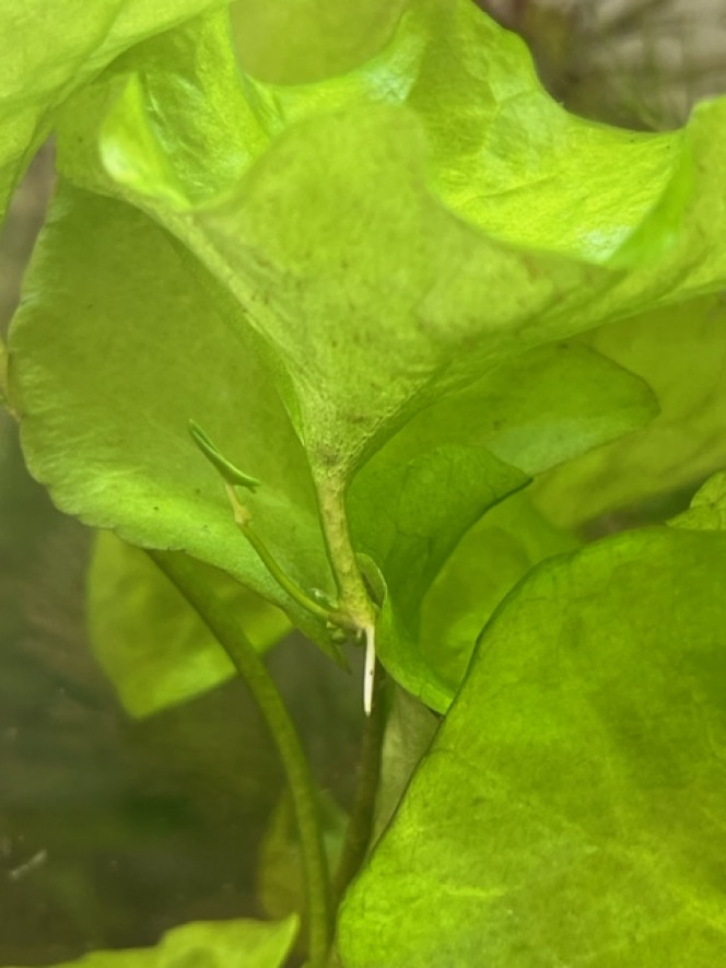 Nymphaea SP Taiwan (N. glandulifera) - Plante-fille après 4 semaines Cette plante, un mois dans ce bac seulement, montre déjà une nouvelle plante en haut d'une feuille. Une telle évolution ne serait-elle pas attendue chez des plantes nettement plus âgées ?