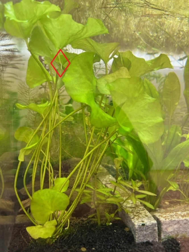 Nymphaea SP Taiwan (N. glandulifera) - Plante-fille après 4 semaines Cette plante, un mois dans ce bac seulement, montre déjà une nouvelle plante en haut d'une feuille. Une telle évolution ne serait-elle pas attendue chez des plantes nettement plus âgées ?