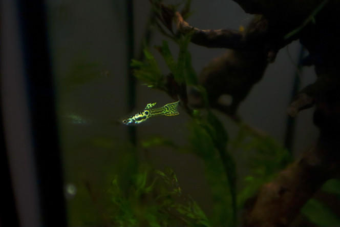 Endler cobra ! Des petits nouveaux sont arrivés depuis ce weekend dans mon bac ! Je complète enfin cet écosystème avec ses 5 guppy endler de different coloris qui rajoute un peu plus d'agitation dans l'aquarium.  je n'ai pris que des mâles pour éviter la repro car je préfère garder une population stable. Ils ce portent à merveilles, je n'ai rencontré aucun problème pour l'instant ! ils sont souvent ensembles et remonte vite a la surface dès qu'il me vois pour vérifier si c'est pas l'heure du déjeuné... :)