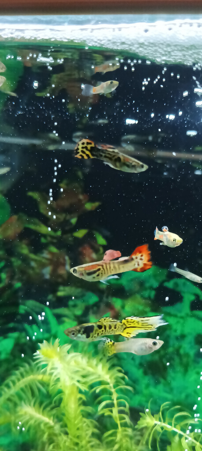 houra Ça y est j'ai enfin réparé mon téléphone portable qui étais vieux et cassée de partout surtout l obstruateur de l appareil photo de 48 mp donc j ai enfin pu prendre quelques belles photos aquariophilie que vous êtes prioritaire d un smartphone vous savez que avoir une photo de poisson de qualité il faut en faire 20 pour une de bonne !!lol seulement j'ai réussi à réduire les pertes photos en réglage pro pour la rapidité de l obstruateur c est ce qui fait défaut sur les smartphones car ils ont beau avoir des millions de pixels si il son lent pour un mariage c est bon pas pour de prise en mouvement. Voilà donc je vais vous en faire profiter je ne suis pas photographe donc il y en a des belles mais ses moins bien aussi soyez indulgent ! Je me un astérisque sur un andler queue voiles avec des couleurs du vert Flo,noir, rouge, orange mais surtout assez rare je pense rose a suivre. Par contre marie_jo mon andler queue voiles qui commençait à grignoter qui est revenu après un traitement. Est revenu en amaigrissement se plus tôt ou tard je pense que c'est bientôt sont heure malgré un traitement général de choc filtré 4 jours après au charbon actif est gros litrage de changer ont aucun effet sur le deuxième traitement surtout que le goldmed est bien marqué large spectre,point blanc, filandreux autour de la gueule est précisé je site. Najoires effilochée ou bloquée etc bon c est pas tout mais tard est photo a mettre a bientôt.