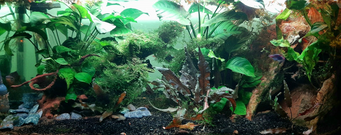 Je vous jure, il y a des poissons dedans. J'ai eu la surprise de voir un khuli. Ça faisait des mois que je pensais ne plus en avoir.
C'est le premier que je vois en 2023.
Le bac est en jachère depuis un bon moment.
J'attends de pouvoir le refaire.