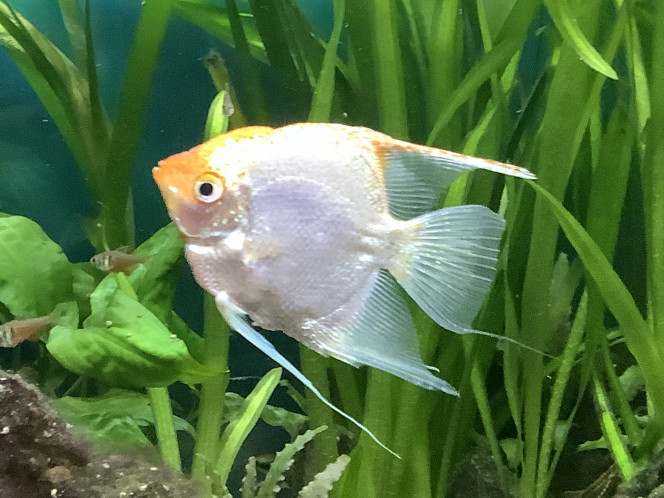 scalaire bon il est mort…… 6 ans le pépére !!!!!!