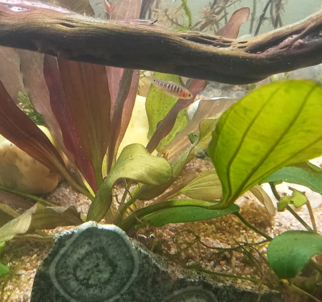 Danio Erythromicron 10 jours après l'introduction, déjà des petits alevins. Quel surprise ! J'ai mis la photo d'un des parents car je n'ai pas obtenu l'autorisation des parents pour diffuser la photo du petit sur internet.