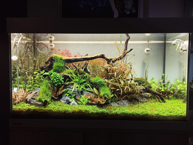  Petite mise à jour après la disparition de toutes les algues? une bonne taille fond pour que les plantes reprennent (sans algues cette fois je l'espère)