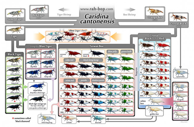 Caridina cantonensis 