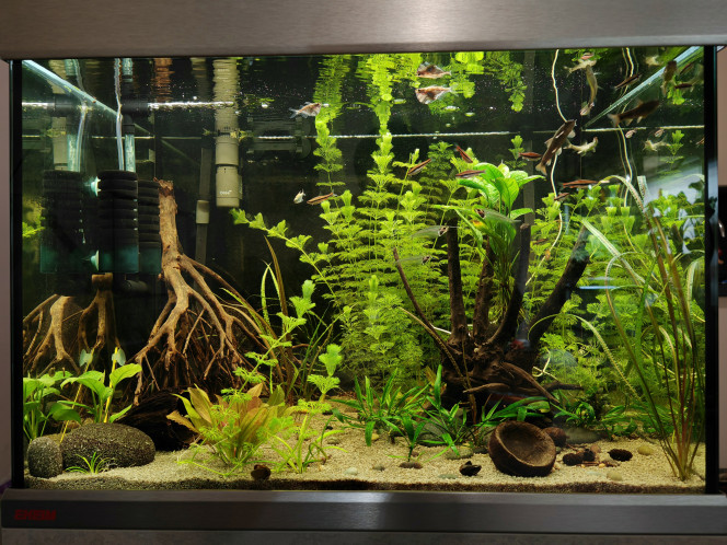  Aquarium de nouveau "nettoyé". Taille des plantes, disposition nouvelles de certains pieds.