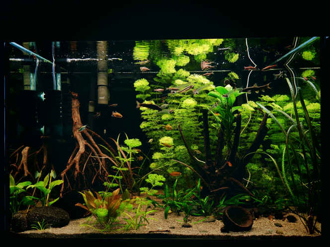  Aquarium de nouveau entretenu, changement d'eau, taille des plantes, etc.