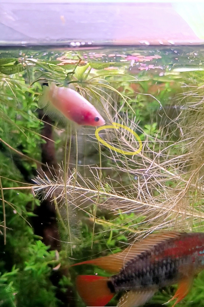 Update Tout ce beau monde s'entend bien... 
Quelques heures après introduction les bettas femelles avaient déjà pris leur marque. Quelques tâches commencent à apparaître sur leur fond cello.
"Red" l'apisto  dominant est conquis par " Evoli", la plus grande des deux et parade régulièrement devant elle.
"Alvin" l'alevin tétra gold ne lâche plus "Multi" la plus petite des deux, surtout au moment des repas - comme s'il cherchait sa protection.