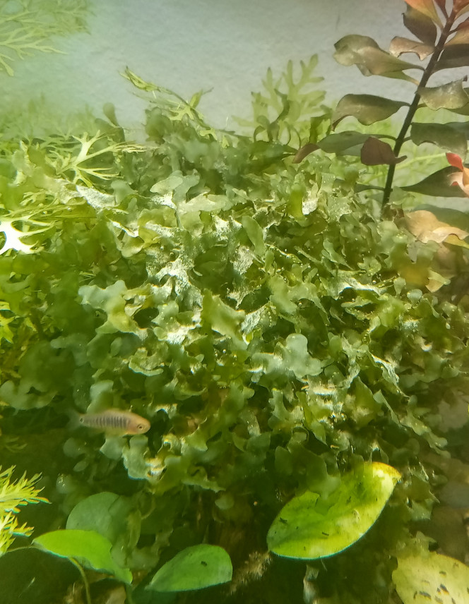 Dépôts blancs Apparemment ce serait une décalcification biogène dû à une carence en carbonate. Ce qui expliquerai l'absence de croissance de La Rotala indica ainsi que Pogostemon stellatus qui est probablement irrécupérable. Le projet est donc d'injecter du CO2 bio. J'ai trouvé une solution à 20€ (tuyau, bulleur, vanne, clapet anti-retour, raccord) qui pourra évoluer vers un dispositif sodastream si nécessaire.