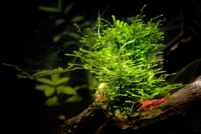 Croissance de Taxiphyllum avec 2 nouveaux venus Planorbe & Red Cherry 