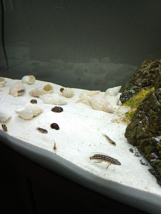 Photographie du post de Domovoi 