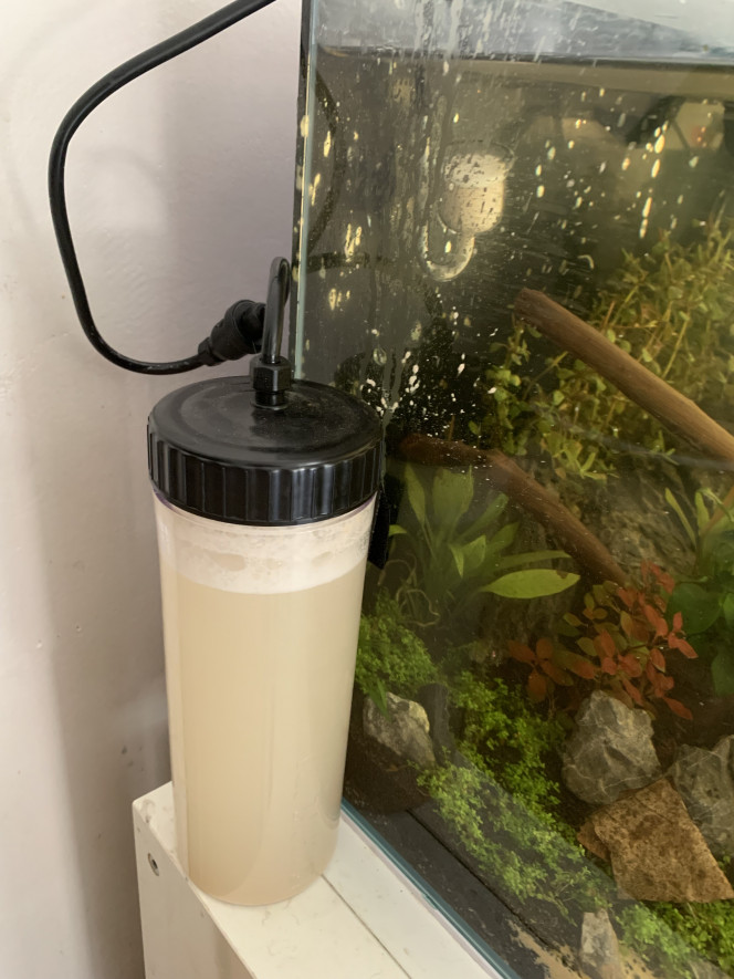 Petit problème avec le kit co2 Il a explosé semble-t-il. L’embout de diffusion est complètement bouché ?
J’avais fait le même mélange sucre et levure qu’avant sauf que le sucre c’était du blanc alors que pour le précédent c’était du roux. 
Je crois que le diffuseur est foutu.