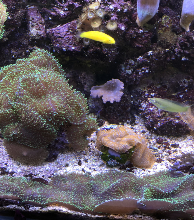 Bac  marin essentiellement de coraux mous ? Après plus de 20 ans de méthode berlinoise je suis passé à un bac marin  sur un système ressemblant au système Jaubert (pas de filtre, pas d’écumeur, ce sont les Pierres,  le sable, les coraux eux mêmes  qui filtrent naturellement l’eau,  avec une couche de  sable plus fine qu’en Jaubert pur .

et j’ai le projet d’un vrai bac Jaubert dans quelques mois essentiellement axé sur les coraux  mous colorés  et probablement quelques coraux à gros polypes plus tard
Je peux être amené à vendre des boutures de certains coraux mous, à voir uniquement sur les annonces .?
