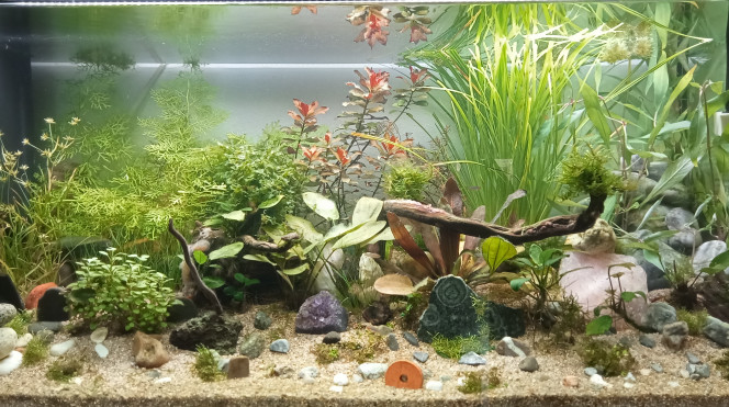 trendriliquescence 3 mois Ajout de quelques plantes et démarrage du CO2 bio. J'attends que la pression soit suffisante pour que le gaz passe la valve anti-retour, en espérant que ca ne pète pas ailleurs au niveau d'un raccord.