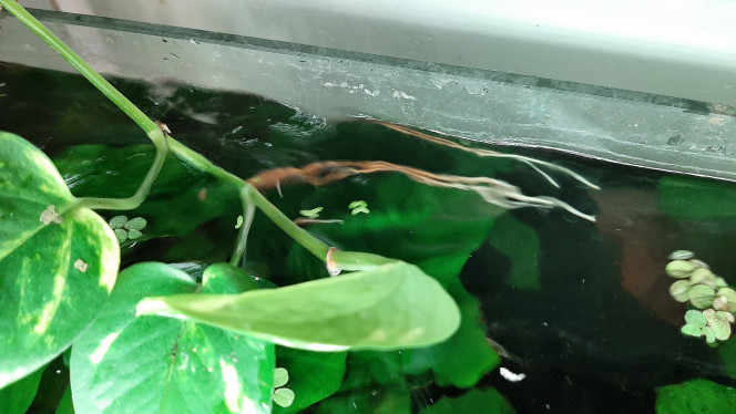 Pothos, alocasia, monstera L'alocasia devra bientôt être séparée

La monstera, seule rescapée de mes boutures suite à l'arrivée du chat Rémi, est maintenant bien installée, elle devrait maintenant partir à l'assaut du mur.

Le pothos est planté du côté droit du bac. Il passe par dessus. Il vient de trouver l'autre côté.