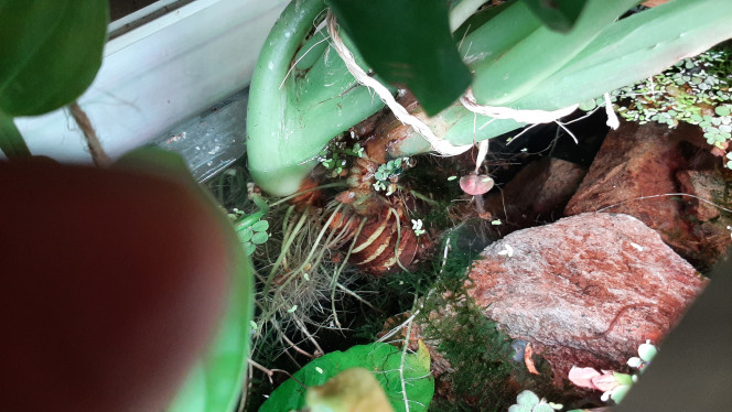 Pothos, alocasia, monstera L'alocasia devra bientôt être séparée

La monstera, seule rescapée de mes boutures suite à l'arrivée du chat Rémi, est maintenant bien installée, elle devrait maintenant partir à l'assaut du mur.

Le pothos est planté du côté droit du bac. Il passe par dessus. Il vient de trouver l'autre côté.