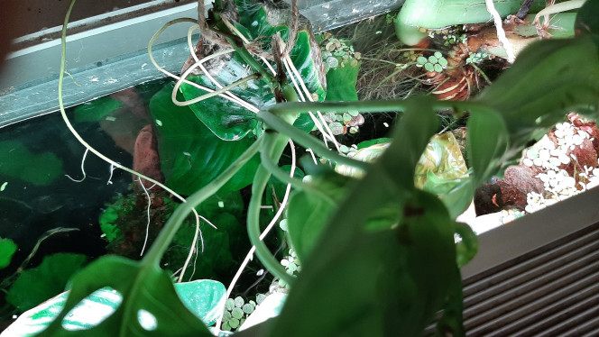 Pothos, alocasia, monstera L'alocasia devra bientôt être séparée

La monstera, seule rescapée de mes boutures suite à l'arrivée du chat Rémi, est maintenant bien installée, elle devrait maintenant partir à l'assaut du mur.

Le pothos est planté du côté droit du bac. Il passe par dessus. Il vient de trouver l'autre côté.
