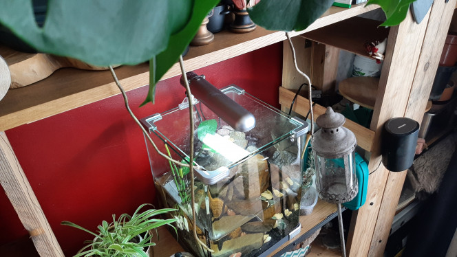 Monstera deliciosa en quête d'un bac D'ici quelques semaines on devrait assister à une rencontre
