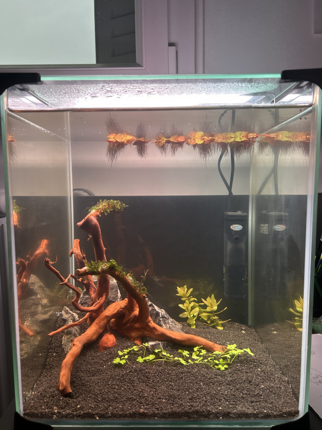 Photographie du post de NicoAquarium 